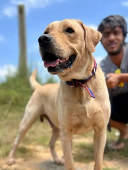 This is Gopi, a 3-year-old Labrador who was abandoned by his family and found trying to board a bus. He is a sweet, friendly boy who loves car rides and is currently waiting in a foster home for a family that will never leave him behind.