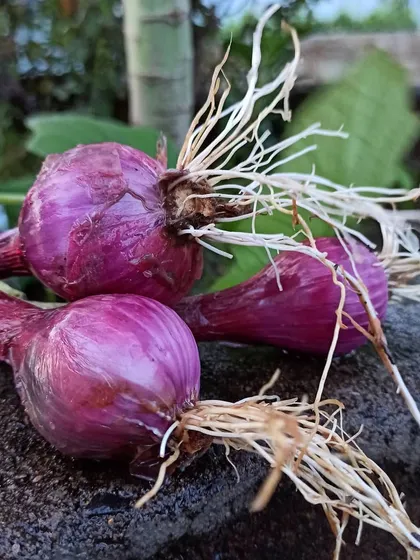 I planted one onion bulb and it multiplied into three. These are spring onions I had to harvest because of the heavy rains.