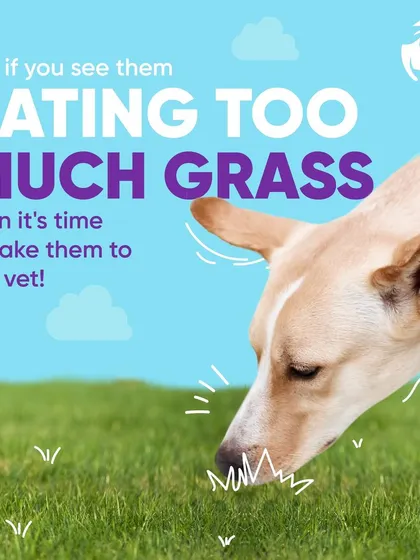 While some grass-eating is fine, eating too much can be a sign of a problem. If you notice this behavior becoming excessive, it is time to bring your dog to the vet for a check-up to rule out any gastric issues.