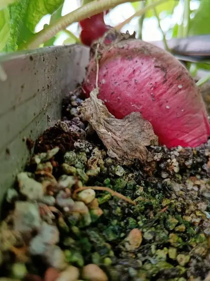 A purple radish, ready to be harvested after approximately 45 days. It's nutritious, tasty, and grown without any harmful pesticides.