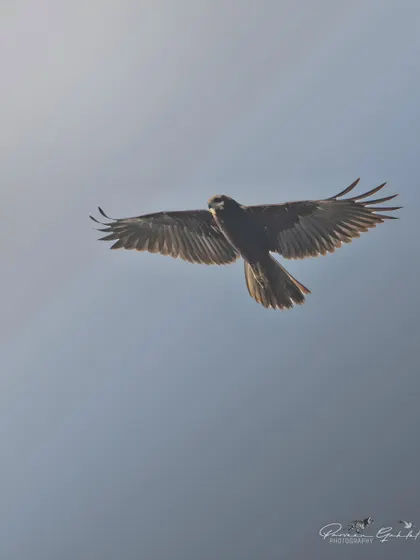 A Marsh Harrier in flight against a hazy sky in Gurugram. These raptors are often found hunting over wetlands.