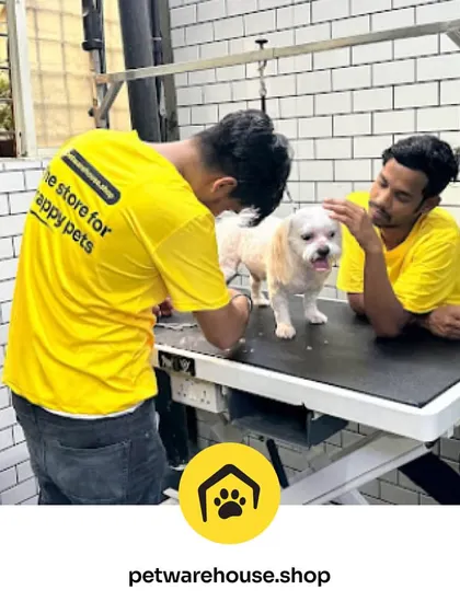 It takes a team of caring hands to create the perfect groom. Our staff work together to ensure every pet, like this small white dog, is comfortable, safe, and happy throughout their visit.