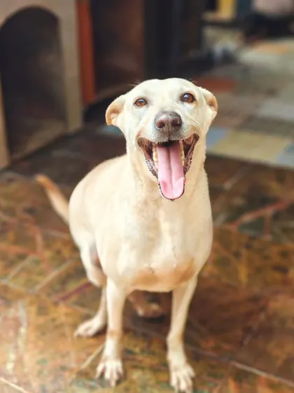 That Friday feeling. Loki is just as excited for the weekend as we are, because it means more visitors and more cuddles. Come say hello to this happy boy at our shelter.
