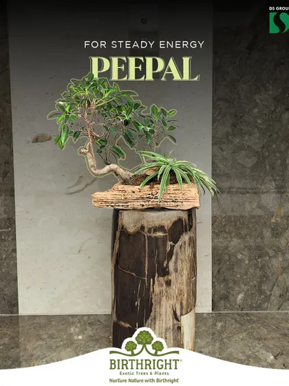 The Peepal bonsai is revered for its steady, calming energy. Placed on a natural wood stand, this sacred tree brings a sense of grounding and tranquility to its surroundings.