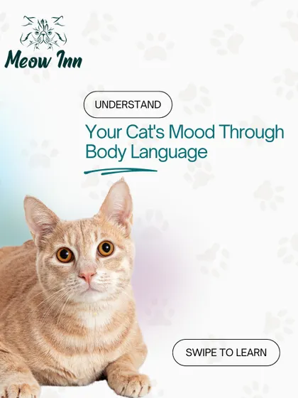 Understanding your cat's body language is the key to building a strong relationship. We help you learn to read the subtle cues in their ears, tail, and posture to know when they are happy, anxious, or want to play.