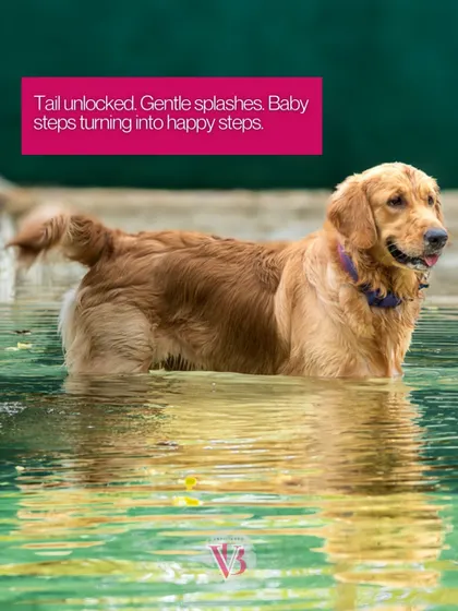 The tail has unlocked! That happy wag is the sign that curiosity has turned into pure joy during this water adventure.