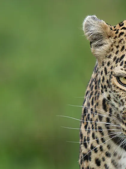 That gaze is unforgettable. It’s a look that speaks of intelligence, power, and the untamed spirit of the wild.