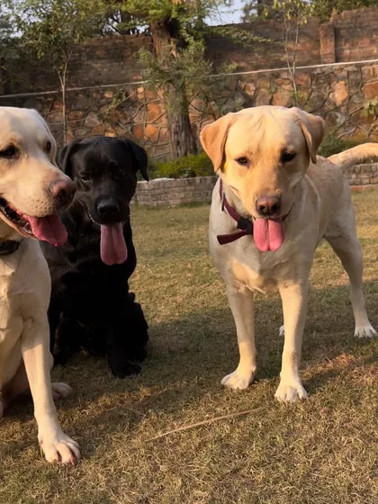 The Labrador trio again, posing for the camera. The bonds formed here are real, providing companionship that makes their stay even more enjoyable.