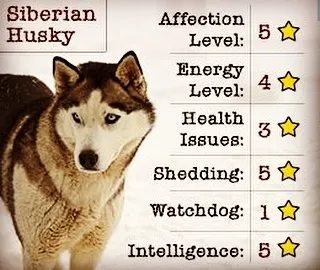 A quick-facts chart for the Siberian Husky, rating characteristics like affection level, energy, and intelligence. This helps you quickly understand if this intelligent and high-energy breed is a good match for you.