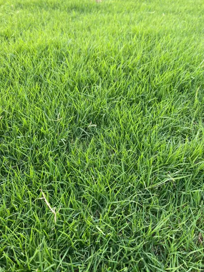 An extreme close-up of the grass blades. This is the quality that makes my lawns stand out.