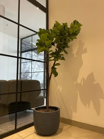 The Fiddle Leaf Fig is a classic choice for modern interiors. Its large, sculptural leaves look stunning against the clean lines of this room with glass partitions, and its shadow creates beautiful patterns on the wall.