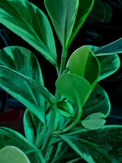 A closer look at the variegation on this Peperomia leaf. These plants are compact and don't require much space, making them perfect for desks and small shelves.