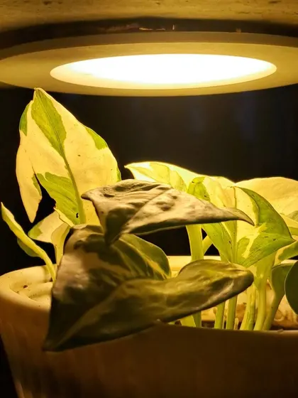 The light gives a warm glow to the plant, making it a nice decorative feature in the evening.