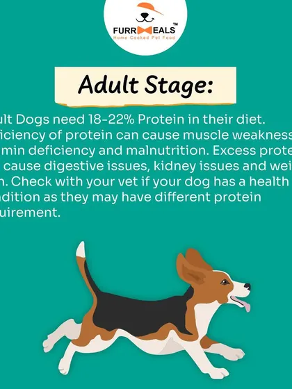 This extensive library of educational content covers everything a pet parent needs to know, from the benefits of turmeric and moringa to tips for hydration, sleep, dental health, and raising a new puppy.