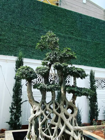 A work-in-progress shot of a unique bonsai-style tree with exposed roots being installed as a central feature. This is framed by an artificial green wall, showcasing our ability to blend natural and artificial elements.