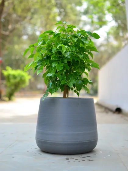 A modern, wide-mouthed planter in a textured grey finish, offering a sturdy and stylish home for a bushy indoor plant.