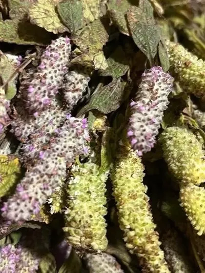 Another type of dried flower or herb, used for its aromatic properties in Northeast Indian cooking.