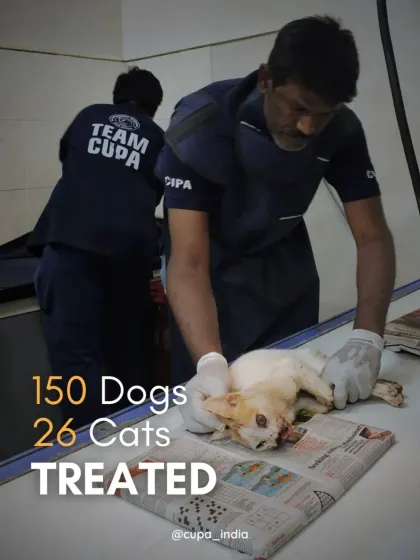 In April, we treated 150 dogs and 26 cats. Here, our team is seen providing emergency care to an injured cat upon its arrival at the centre.