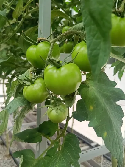 An update on our indeterminate tomato plants. They are growing steadily and getting ready for their first harvest soon.