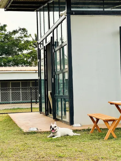 Stitch enjoying the green space right outside our boarding facility. Dogs get plenty of outdoor time during their stay.