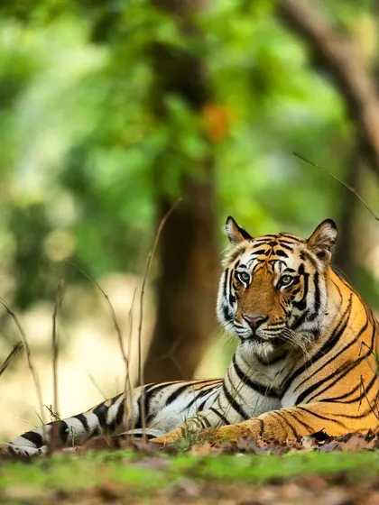 A young male tiger rests in the soft light of the forest undergrowth. The blurred green background helps the subject stand out, creating a classic and pleasing wildlife portrait.