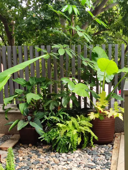 A close-up of a garden corner featuring a mix of potted plants with different leaf textures and sizes, set on a bed of river pebbles for a natural look.