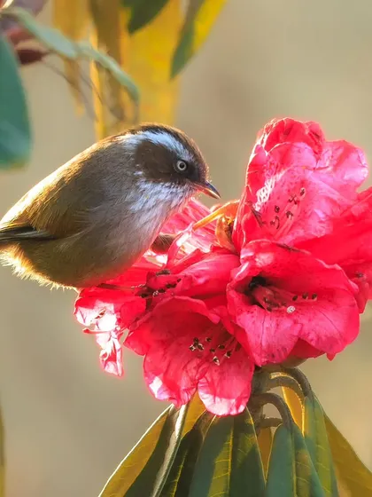 A beautiful interaction between a White-browed Fulvetta and a vibrant Rhododendron flower. The golden light of early morning makes this scene truly magical.