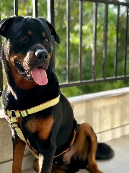 This strong and loyal Rottweiler is enjoying the view from the balcony. We ensure all breeds, including powerful ones, get the right balance of exercise and relaxation.
