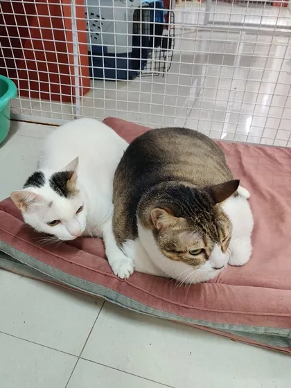 Goru and Kalu cuddling on a pink bed. They are rarely seen apart.