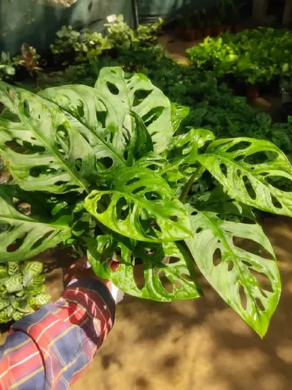 A healthy Monstera Adansonii plant, held up to show its beautiful fenestrated (holey) leaves. I make sure to pick the fullest plants for my customers.