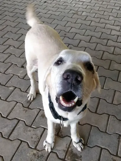 Scooby's happy face is a familiar sight here. His wagging tail and cheerful attitude brighten our days.