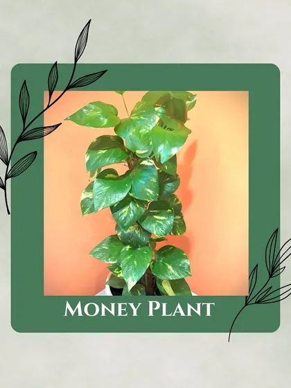 The Money Plant, or Pothos, is one of the easiest and most effective air-purifying plants you can own, tackling common toxins like formaldehyde and carbon monoxide.