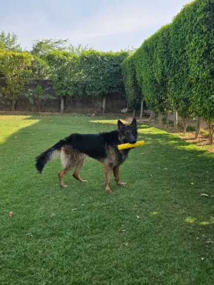 After a refreshing dip, it's time to play on the lawn. This GSD is enjoying the best of both worlds.