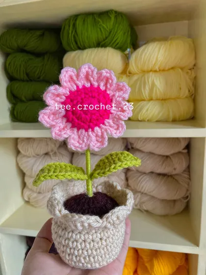 A single, vibrant pink and magenta potted daisy held up against my yarn shelf.