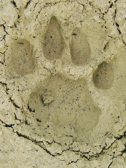 Reading the forest floor is like reading a story. We will train you in wildlife tracking, starting with identifying signs like this panther paw print. This skill helps you understand the animals that share the environment with you.