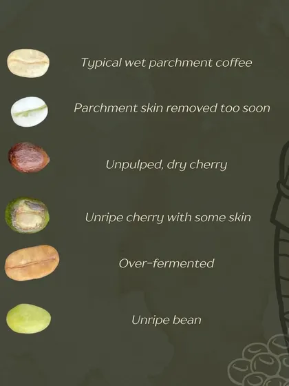 Quality control starts with the green beans. Our training helps you identify defects like unripe, over-fermented, or unpulped cherries that can ruin a batch.
