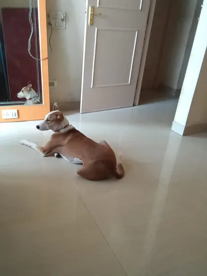 Razzle, a lovely indie dog, relaxing and observing his surroundings.