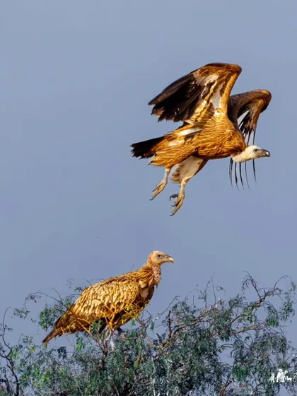A pair of Eurasian Griffon Vultures in Rajasthan. One is perched while the other comes in for a landing, showcasing their impressive wingspan.