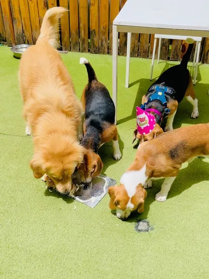After the official cutting, it's a free-for-all! The birthday pup and their friends get to enjoy the delicious, dog-safe cake together. It's messy, chaotic, and absolutely wonderful.