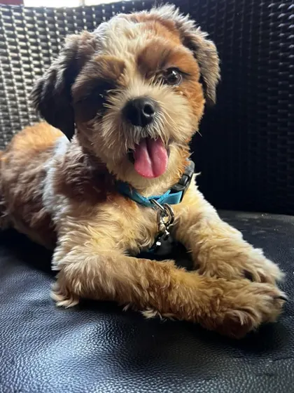 A close-up of the rescued Shih Tzu puppy, showing her happy and healthy demeanor. By adopting, you give a deserving dog a home and take a stand against puppy mills.