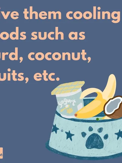 Cooling foods like curd and fruits are a great addition to your dog's diet in the summer to help them stay cool.