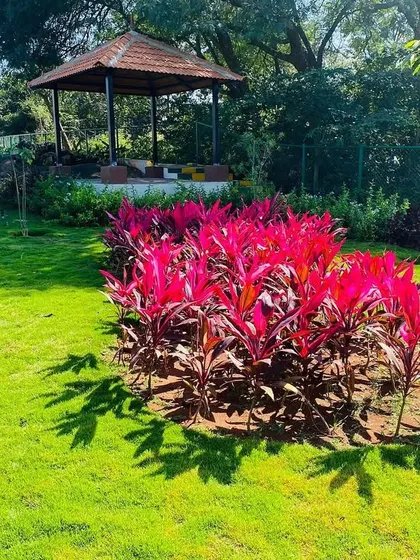 We used vibrant red Cordyline plants to create a splash of color in this large park. The bright foliage provides a stunning contrast against the green lawn and the gazebo in the background.