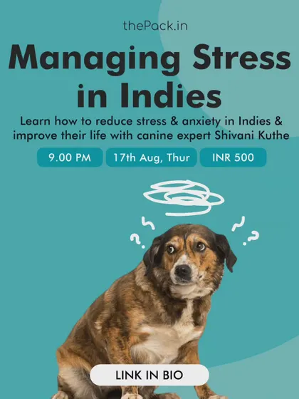 Indie dogs can sometimes come with unique stress triggers due to their past experiences. This is a promotion for my specialized masterclass on managing stress in Indies, where we explore their specific needs and how to improve their quality of life.