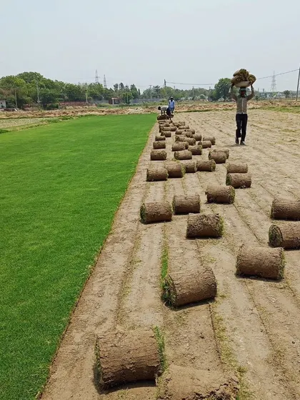 Our team harvesting turf. We handle wholesale quantities and deliver across India.