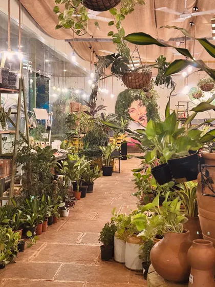 This is the view that greets me every day, a lush indoor jungle filled with light and life. I've filled every corner with plants to create a calm, inspiring atmosphere for you to explore and enjoy.