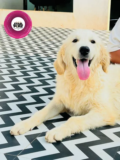 A happy Golden Retriever, the epitome of a satisfied customer.