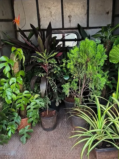A collection of plantscape material loaded up and ready for an installation. We bring a diverse mix, including Monstera and Spider Plants, to create rich, textured green spaces.