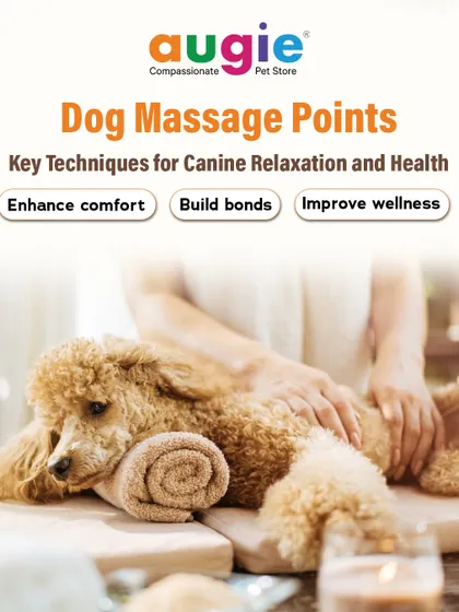 Learn about key dog massage points to enhance comfort, build your bond, and improve wellness. A gentle massage can be a wonderful way to connect with your dog and support their health.