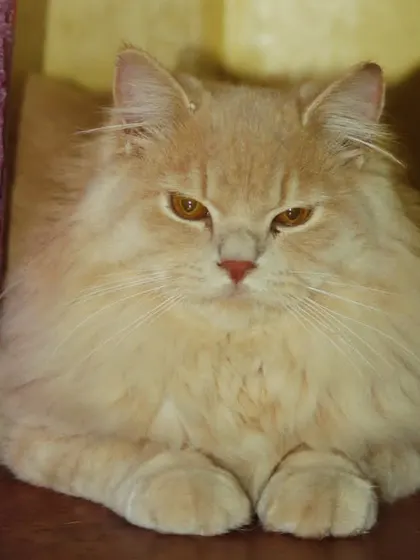 This is Adam, an amazingly social Persian cat who made himself right at home.