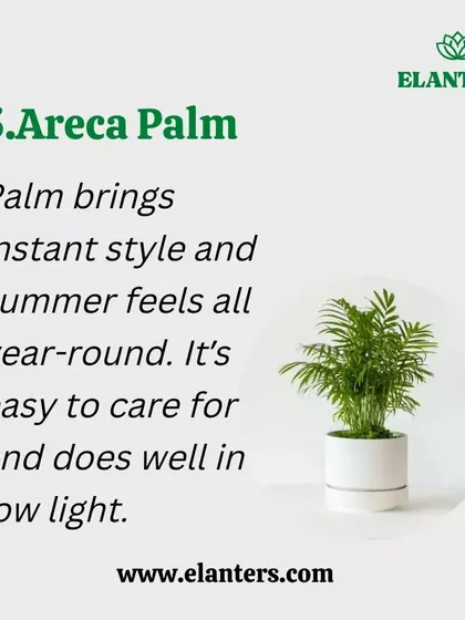 The Areca Palm brings a tropical feel indoors and is another top-performing air-purifying plant. It's easy to care for and does well even in low-light conditions.